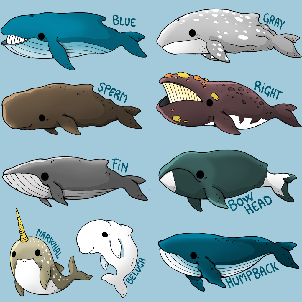 Types Of Whales Chart